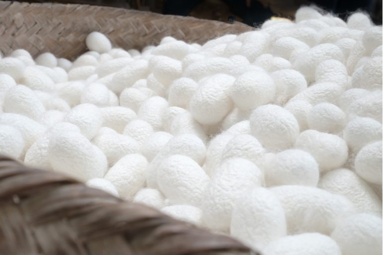 Bombyx cocoons